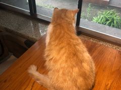 -more than meow吴止猫主题餐厅(承德 中船汇店)