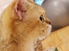 -momokira米努特·德文卷毛猫·棉花面纱犬
