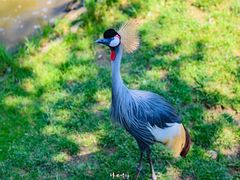 -西霞口神雕山野生动物世界