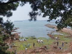 -八大关景区