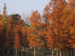 -白鹭湾湿地公园