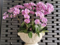 -云溪植物园