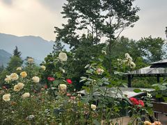 -碧峰峡风景区