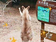 -正南齐北·老街糯米团(洪崖洞店)