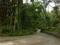 android_upload_pic-莫里热带雨林景区