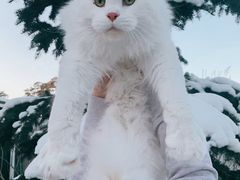 -十年猫舍·猫咪专门店(普陀店)