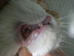 -纳吉亚猫专科动物医院博雅分院