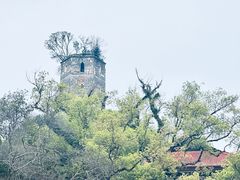 -江心屿景区