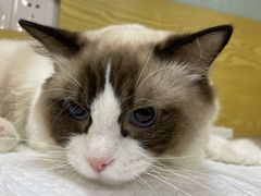 -中农大我爱我爱动物医院·核磁CT·猫病·24小时夜诊中心(石佛营店)