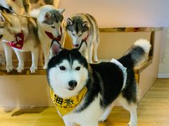 -Husky Go! 哈士奇体验馆·宠物咖啡厅狗咖