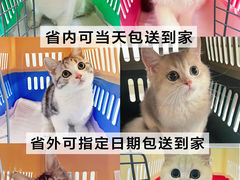 -lincat·猫舍(广州店)