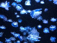 -成都浩海立方海洋公园