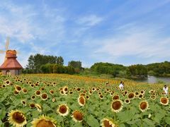 -杭州湾海上花田景区