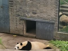 -都江堰中华大熊猫苑