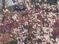 -无锡梅园公园