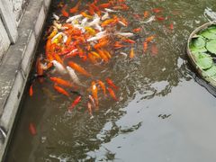 -碧江金楼