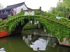 -鲁镇
