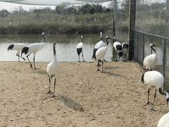 -盐城丹顶鹤湿地生态旅游区