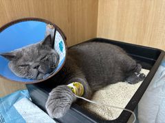 -谐和贝康宠物医院24小时·宠保定点(急重症转诊中心)