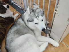 -Let's go狗咖·猫咖·奶狗·桌游(春熙路IFS店)