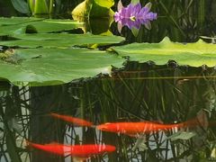 -国家植物园南园