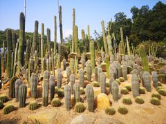 -深圳仙湖植物园