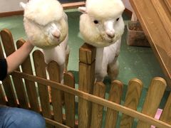-藦茜花园宠物主题亲子互动体验馆(国顺东路店)