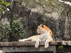 -广州长隆野生动物世界