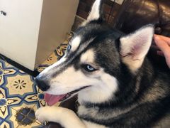 -more than meow吴止猫主题餐厅(承德 中船汇店)