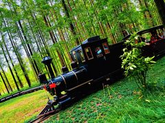 -黄海国家森林公园