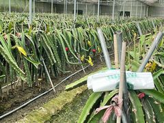-洪湖家庭农场·团建·露营·会议
