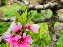 -南汇桃花村