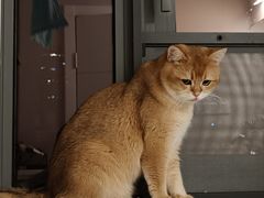 -欣宠猫屋·矮脚拿破仑·蓝金金渐层