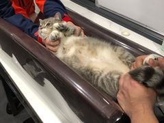 -伟伟宠物医院·CT影像中心·瑞派犬猫综合性门诊(汉口总院)