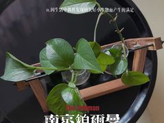 -南京禄口机场雅高铂尔曼大酒店