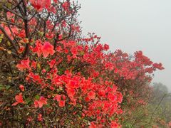 -梧桐山风景名胜区