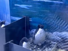 -上海海昌海洋公园
