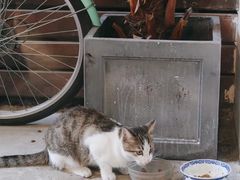 -猫里有甜