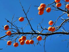 -遵化市禅林寺古银杏风景园