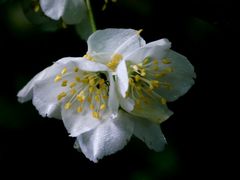 -洛阳白云山景区