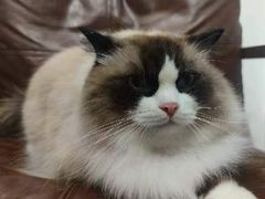 -佐罗家宠物馆·猫文化馆(紫霞路店)