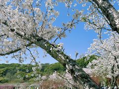 -苏州上方山国家森林公园
