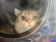 -中农国际动物医院24小时·猫科·骨科·急重症中心