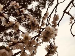 -香雪海