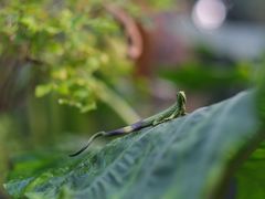 -呀路古热带植物园
