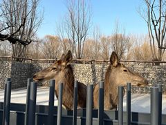 -北京野生动物园