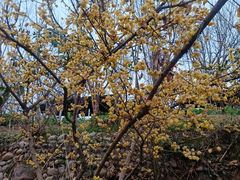 -桃源山庄·水蜜桃采摘·柴火鸡·烧烤团建(龙泉山店)