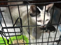 -安安宠医宠物医院·异宠·犬猫内科(岳阳分院)