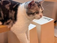 -有喵·猫咖·狗咖·30几只猫10只小狗(岗厦店)