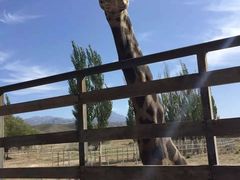 -新疆天山野生动物园